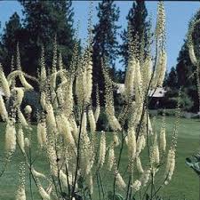 Image result for Bambekea racemosa