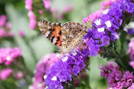 Image result for Limonium sinuatum