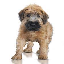 The soft coated wheaten terrier is a furry, adorable pure terrier breed that is loved by people all over the world. Petland Florida