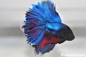 Channa barca merupakan jenis ikan gabus atau channa termahal yang beredar di pasar indonesia. 15 Jenis Jenis Ikan Cupang Yang Mudah Dipelihara Di Rumah Rumah123 Com