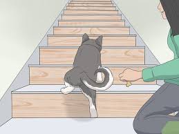 Understanding why your dog is having difficulty with stairs is the first step. How To Train A Scared Dog To Go Down The Stairs 8 Steps