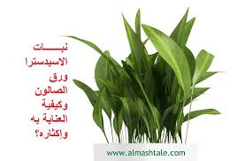 نبات الاسبدسترا aspidistra من النباتات العشبية مستديمة الخضرة نبات قوي ويتحمل أكثر من غيره الأوراق خضراء داكنة يتراوح طولها بين 45 plant leaves herbs plants