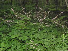 Image result for Hylodesmum