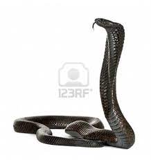 Pin On Cobras The Snake