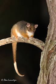Australian Western Pygmy Possum R Aww Australian Native Animals Australia Animals Australian Mammals