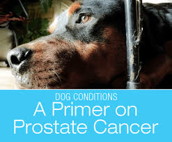 High psa levels are suggestive of prostate cancer onset, the public has long been told. A Primer On Prostate Cancer Does Your Dog Strain To Pee