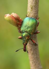 Image result for Rhynchosia alluaudii