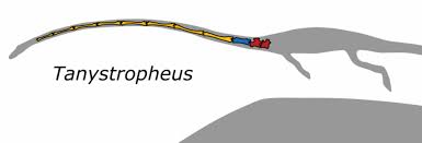 Image result for Tanystropheus