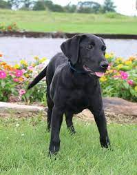 We did not find results for: Black Female Akc Registered British Labrador Retriever Labrador Puppies For Sale Labrador Labrador Puppy