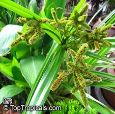 Image result for Cyperus mollipes