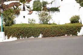 We did not find results for: Planta Del Rocio Aptenia Cordifolia Una Suculenta Muy Resistente Jardineria On