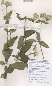 Image result for Pandiaka