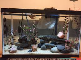 Betta fish breeding tank setup (buying your equipment). Want To Breed My Male Betta But How Betta Breeding Forum 318284