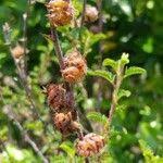 Image result for Kotschya