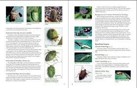 Of these leafhoppers and whiteflies occur more regularly and predominently. New Guide For Managing Soybean Insects In Texas Mid Coast Ipm