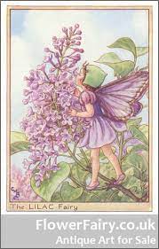 The Lilac Fairy Genuine Antique Art 1950 Flower Fairies Vintage Fairies Fairy Pictures