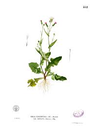 Image result for Emilia integrifolia