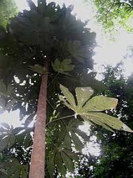 Istilah 'telon' berasal dari kata 'telu' yang artinya tiga. Scaphium Longiflorum Wikipedia