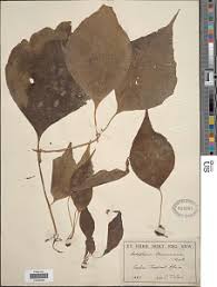 Image result for Antrophyum mannianum