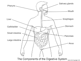 Find this pin and more on kindergarten by hailey | cookies & racecars. Digestive System Coloring Pages Printable