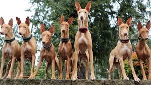 They were born nov 22, 2020 and will be ready to go to their forever home jan 15, 2021. Ace Pharaoh Hounds About Us