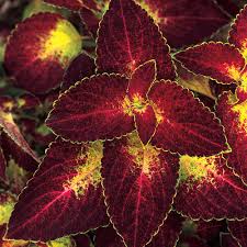 Image result for Coleus alpinus