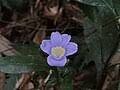 Image result for Barleria megalosiphon