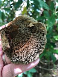 Image result for Clutia monticola