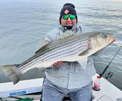 Finish 2024 with some beautiful migratory striped bass! It's ...