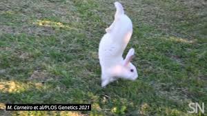 But things change when we're talking about wild rabbits which can leap up to 4 feet vertically, as they will be able to pass over many obstacles to get to chew on those goodies in people's gardens. A Gene Defect May Make Rabbits Do Handstands Instead Of Hop Science News