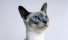 Siamese Cats and Kittens for sale in the UK | Pets4Homes