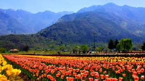 Visiting kashmir in summer turns out to be one of the best choices because of the flowers in the mughal garden blossom at this time of the year which adds more beauty to the place. Stunning Kud Tulip Garden In Jammu Kashmir Welcomes Visitors With Over 9000 Tulips Curly Tales