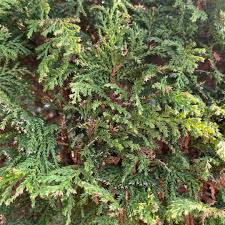 Image result for Chamaecrista plumosa