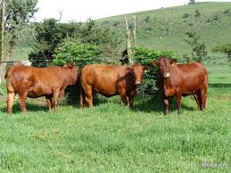 30 braford, brahman cross, brahman f1, hereford, hereford cross, hereford f1 cow/calf. Brahman Friesian Calves For Sale We Have 40 Calves Ready Livestock Poultry For Sale In Louis Trichardt Limpopo Africada Com Mobile 90288