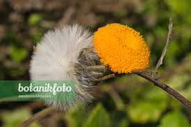 Image result for Crassocephalum vitellinum