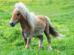 Northern lights, yoga bear, facebook plant, giant ox and tiny pony. American Miniature Horse Breed Information History Videos Pictures