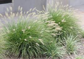 Bunny Fountain Grass Live Plants With Good Root You Will Receive 1 Plants 8 Or Taller Ship I Ornamental Grass Landscape Grasses Landscaping Fountain Grass