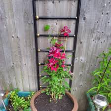 Modest in height this is a perfect choice for the garden with limited space. Clematis Rebecca Evipo016 Clematis Rebecca Uploaded By Juliesgarden