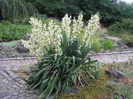 Many varieties of yucca have become popular in home gardens thanks to their interesting shapes, versatility and hardiness. Yucca Filimentosa Adam S Needle Lake Region Nursery