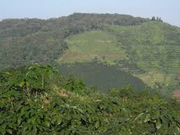 Huge collection, amazing choice, 100+ million high quality, affordable rf and rm images. Cambodia S Tropical Forests Give Way To Rubber Tree Plantations Press Portal