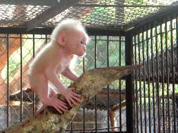 6 Adorable Mammals With Unbelievably Ugly Babies Holiztic Vet