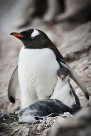 Pin By Pelin Comert On Animals Animals Beautiful Cute Penguins Animals