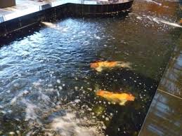 A well built 1500 gallon pond will easily sustain 30 koi 6 . Orchid Garden Koi Pond Picture Of Orchid Garden Koi Pond Singapore Tripadvisor