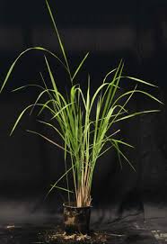 Image result for Oryza longistaminata