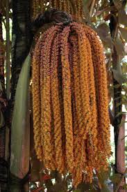 Image result for Caryota