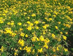 Image result for Lotus corniculatus