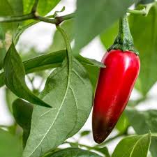 Image result for Capsicum annuum