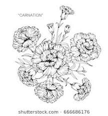 Bouquet Of Carnation Flowers Drawing And Sketch With Line Art On White Backgrounds Tatouage œillet Croquis De Fleurs Comment Dessiner Une Fleur