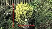 We did not find results for: Quercus Cerris Argenteovariegata Variegated Turkey Oak Youtube