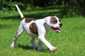 Goldens shed most all year round and there are least two times a year that it is a lot. American Bulldog Dog Breed Information American Kennel Club